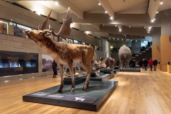 museo paleolitico isernia